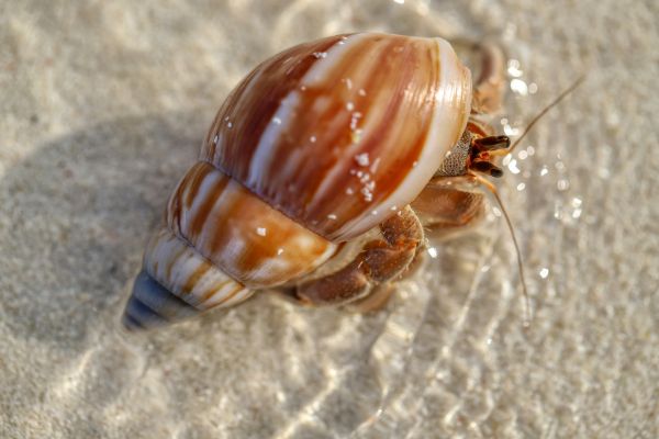10 faits fascinants sur les Bernard l'hermite