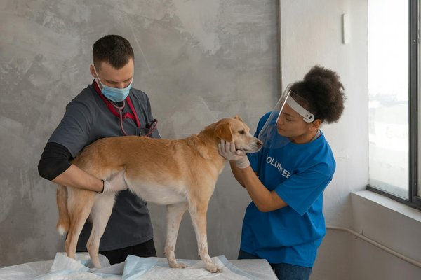 Opter pour une assurance santé pour votre chien face aux parasites
