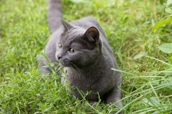 Caractéristiques et personnalité du chat russe bleu