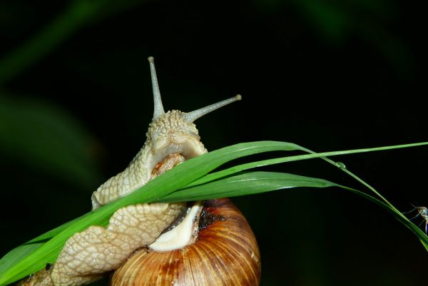 Découvrez pourquoi les dents d'escargot vous surprendront