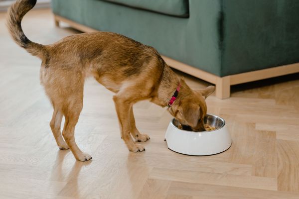 Guide complet pour bien nourrir vos animaux de compagnie en ligne