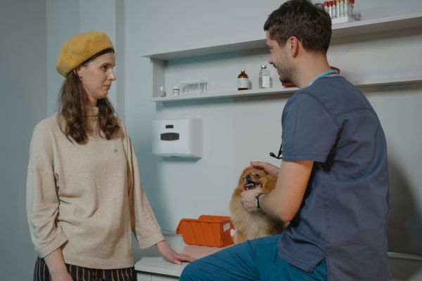 Opter pour une assurance santé pour votre chien face aux parasites